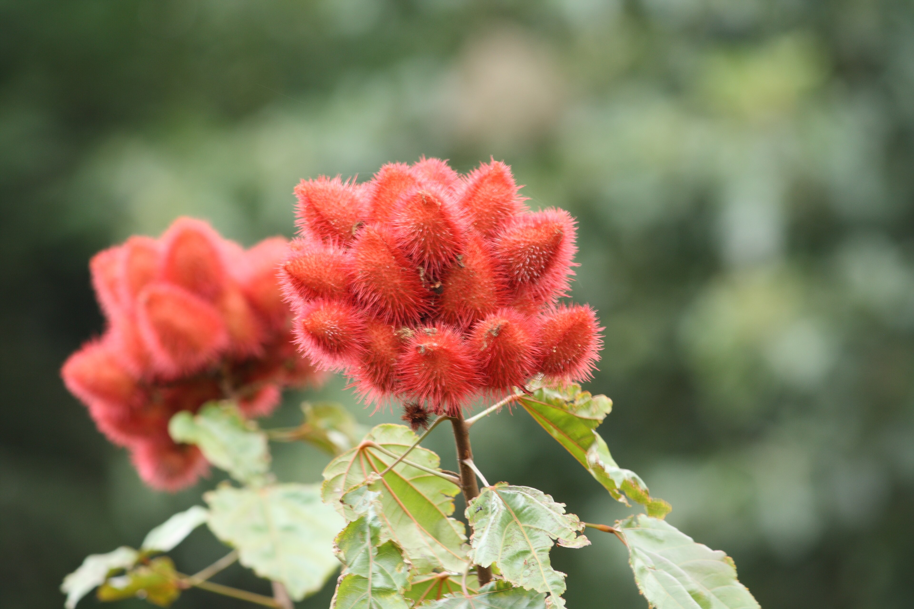 Annatto (Kına Ağacı)