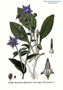 Hodan (Sığır Dili Otu)