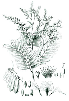 Bowdichia (Baklagil)