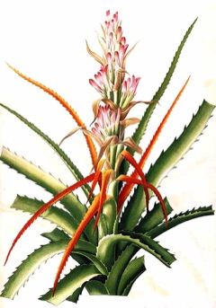 Yabani Ananas