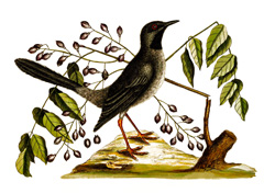 Gumbo-Limbo