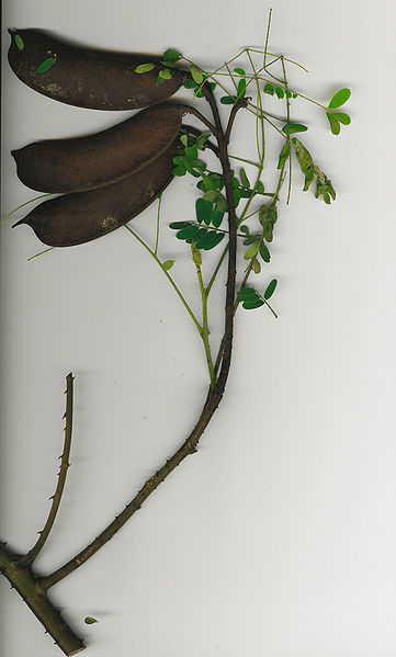 Caesalpinia (Baklagil)