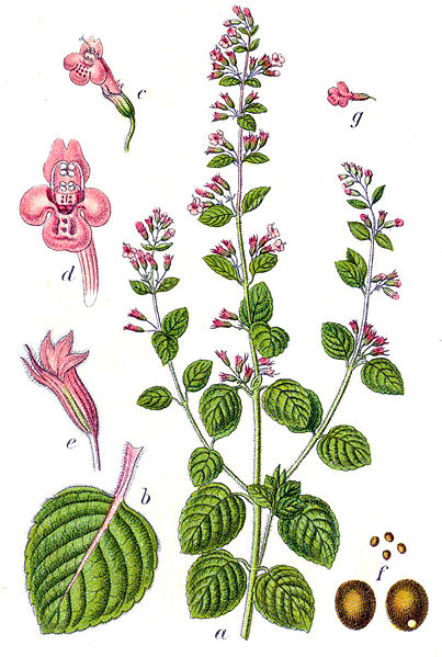 Calamint