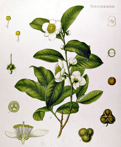 Çay