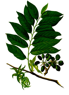 Ylang Ylang