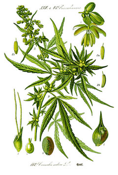 Kenevir (Hint Keneviri)