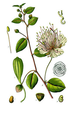 Kapari