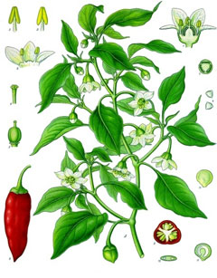 Biber (Kırmızıbiber)