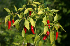 Acı Biber (Cayenne)