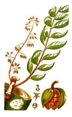 Andiroba