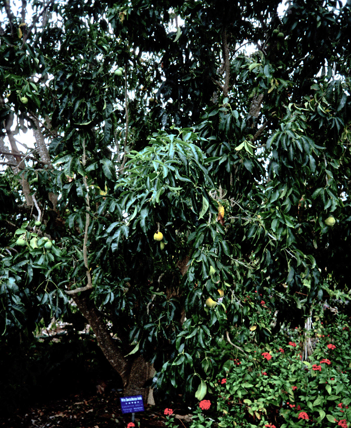 Beyaz Sapote