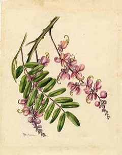 Grandis Sinameki