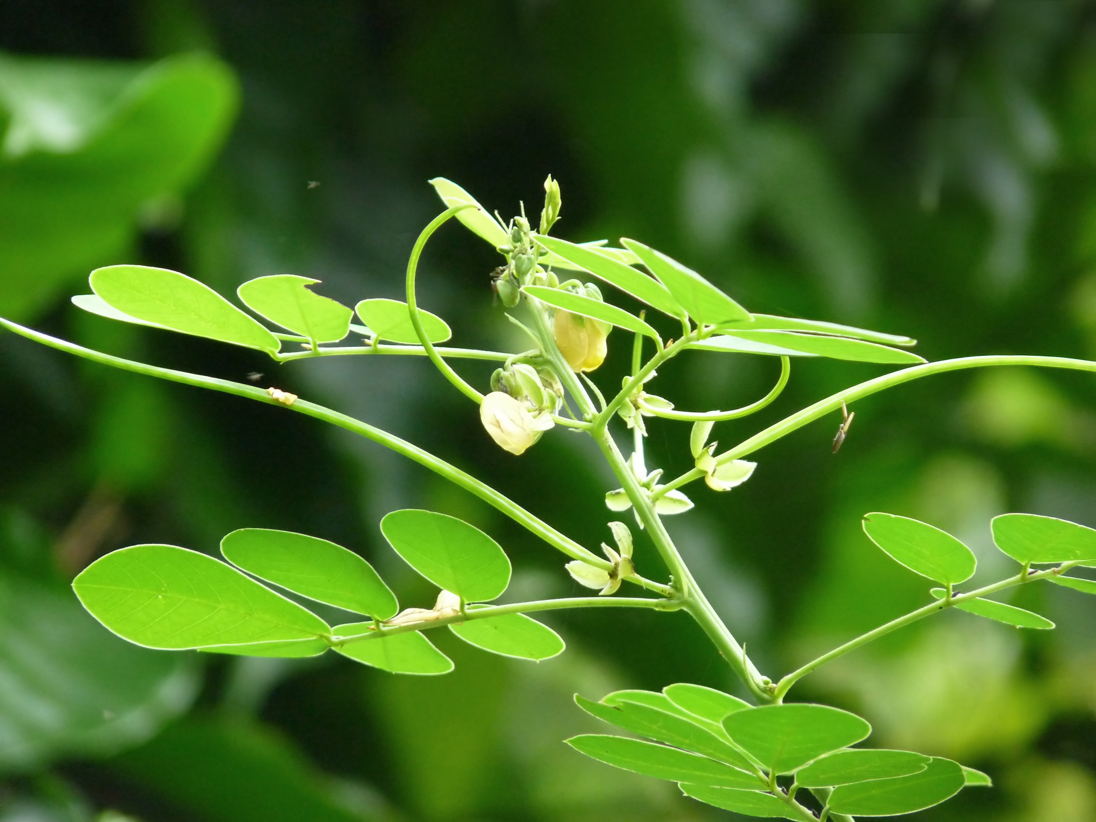 Obtusifolia Sinameki