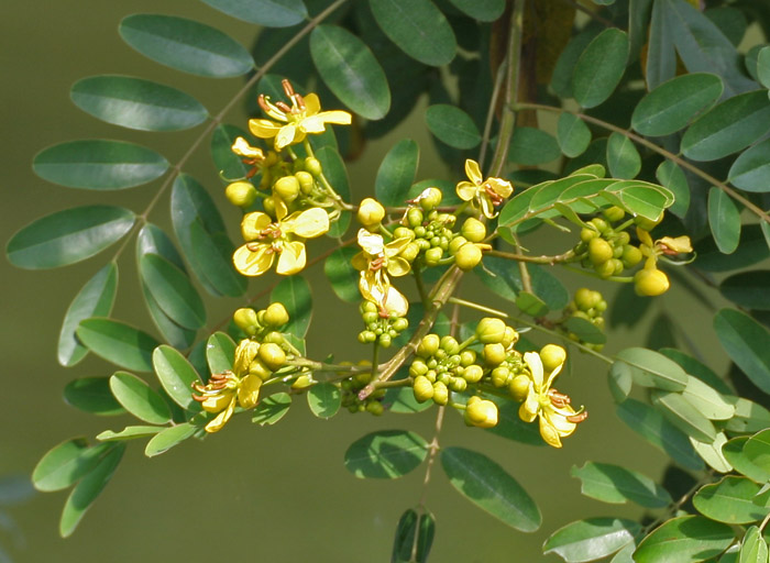 Siamea Sinameki
