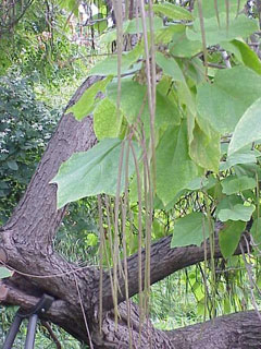 Bignonioides Katalpa