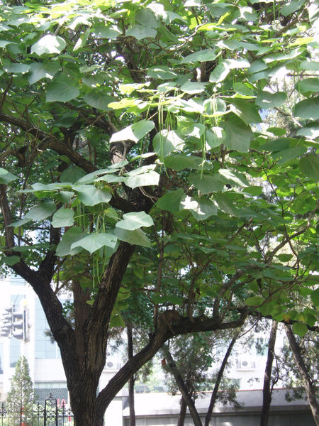 Ovata Katalpa