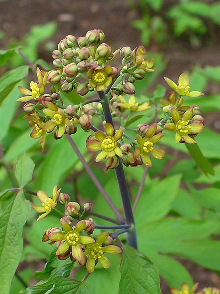Mavi Cohosh