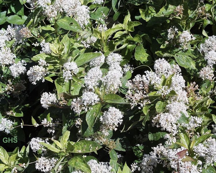Americanus Ceanothus