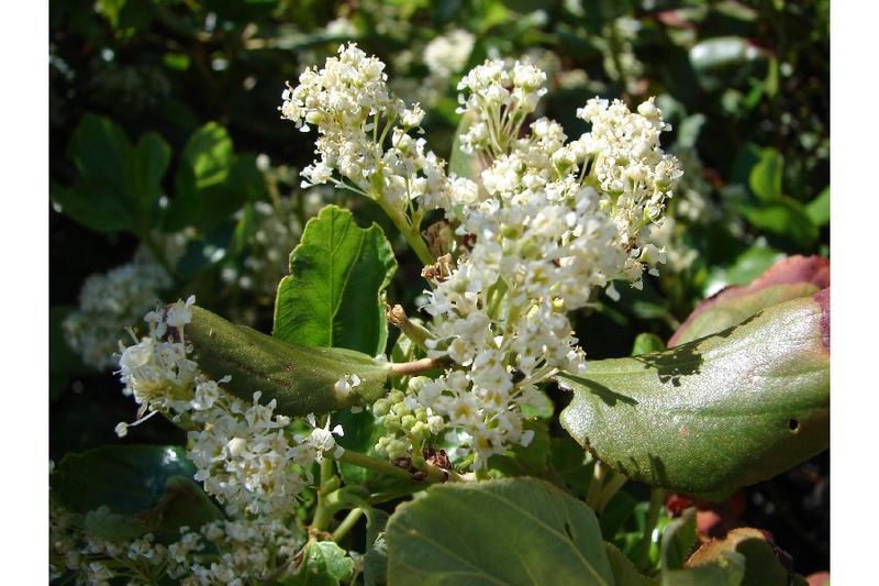 Velutinus Ceanothus
