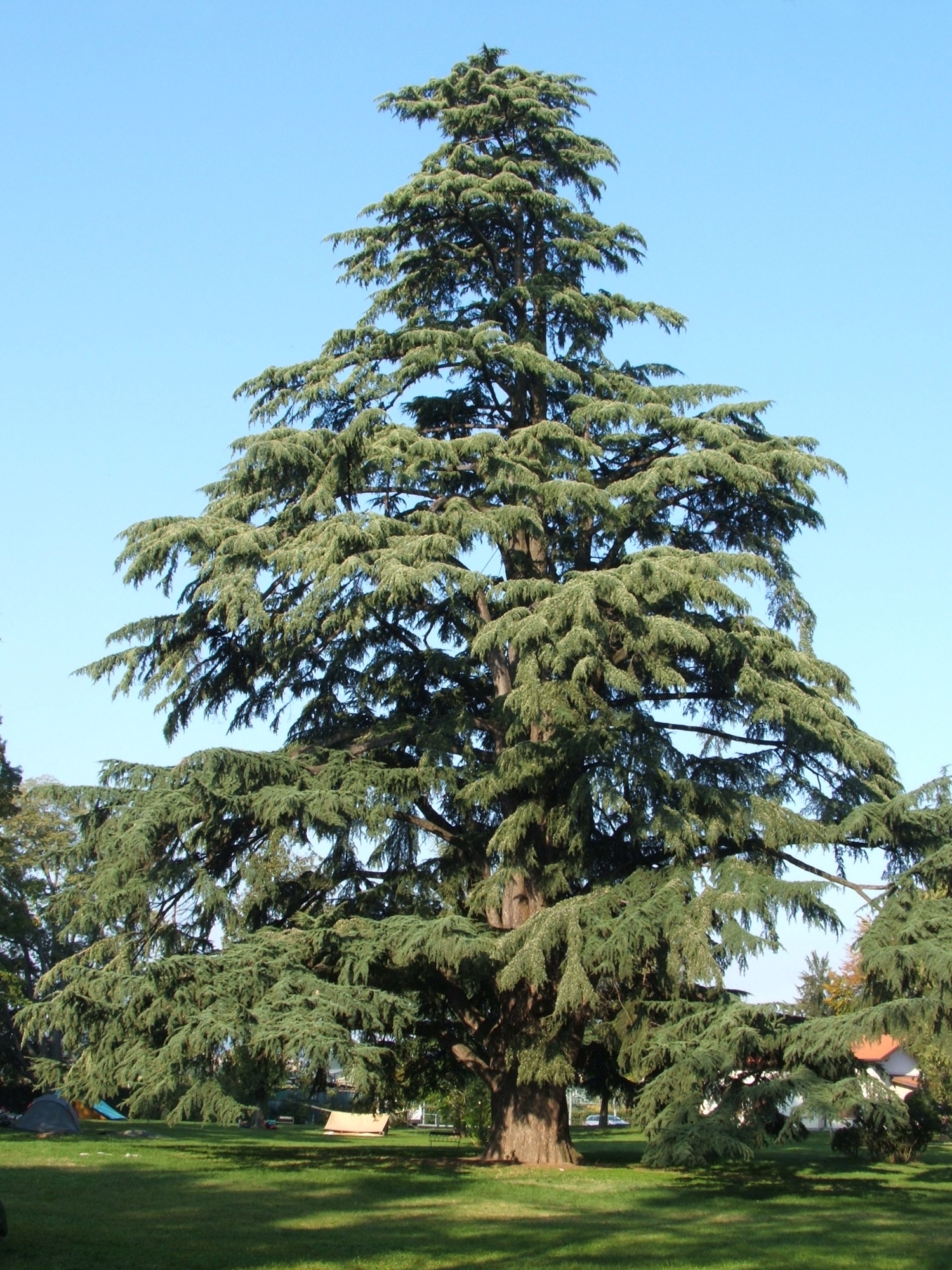 Himalaya Sediri