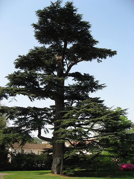 Lübnan Sediri