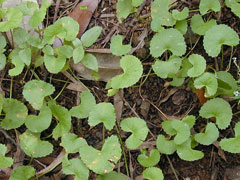 Gotu Kola (Asya Süs Bitkisi)