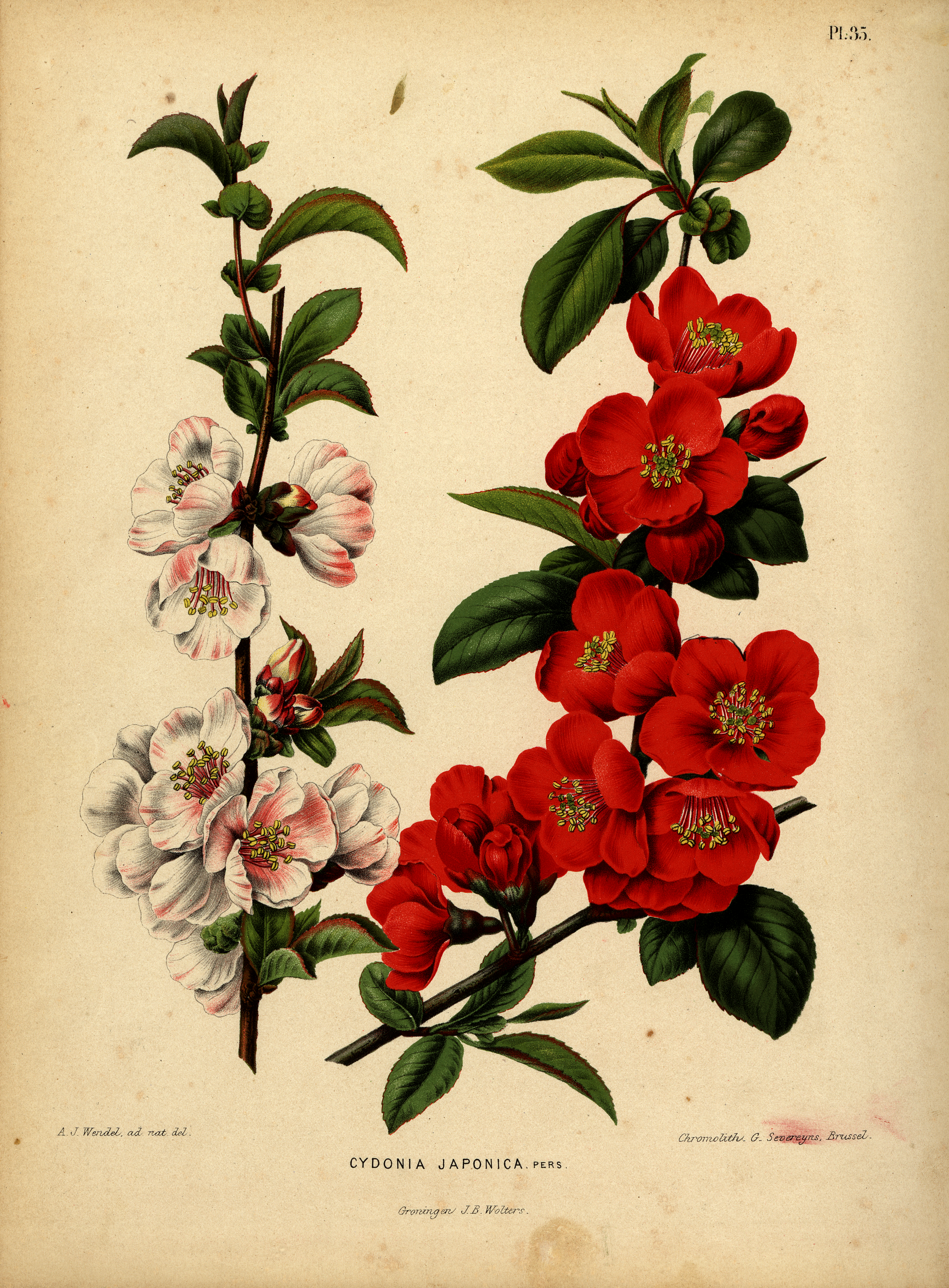 Çin Quince