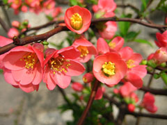 Flowering Quince