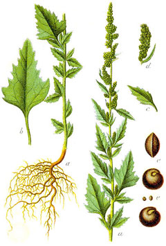 Ak Kazayağı