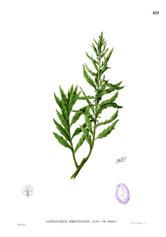 Meksika Çayı