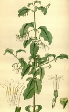 Timaque