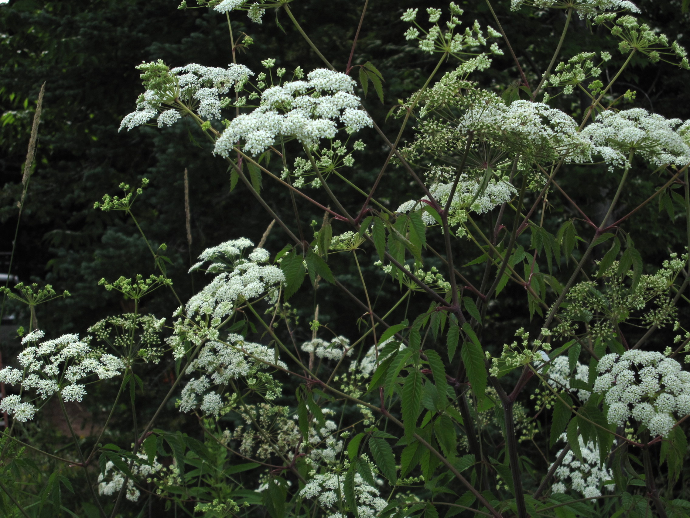 Su Hemlock