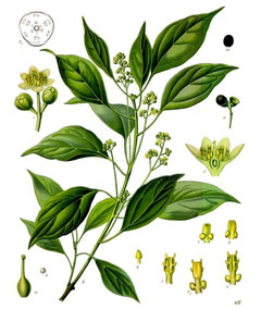 Kafur Ağacı
