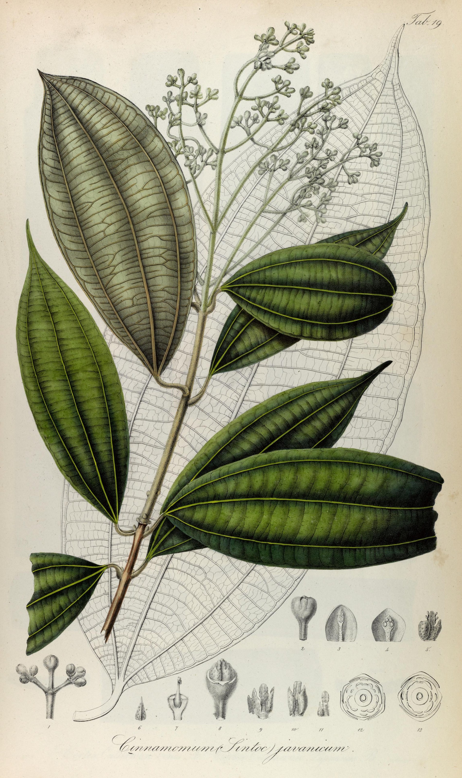 Javanicum Tarçın