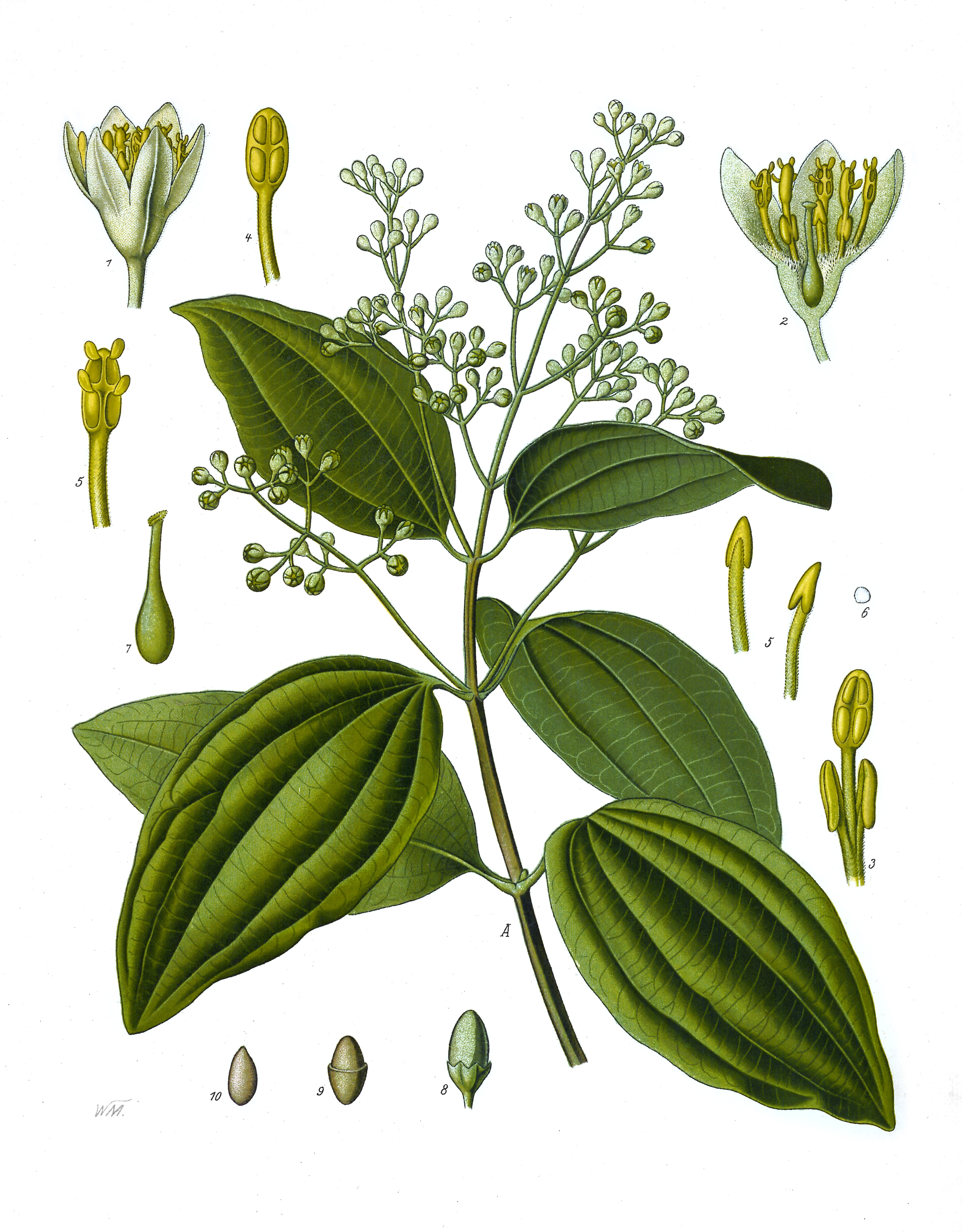 Tarçın (Seylan Tarçını)