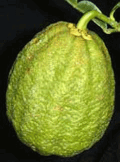 Ichang Narenciyesi