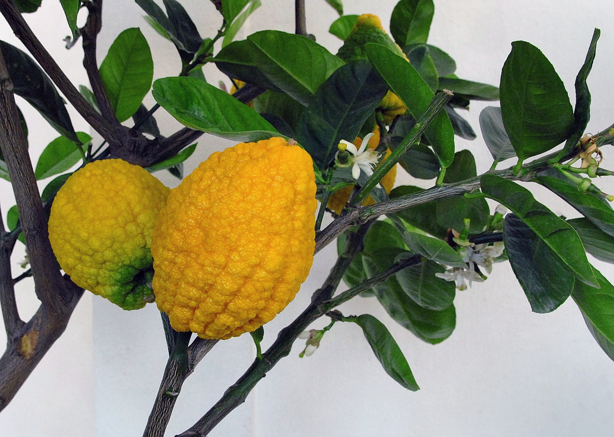 Ağaç Kavunu (Citron)