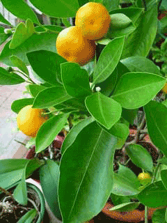 Mandalina