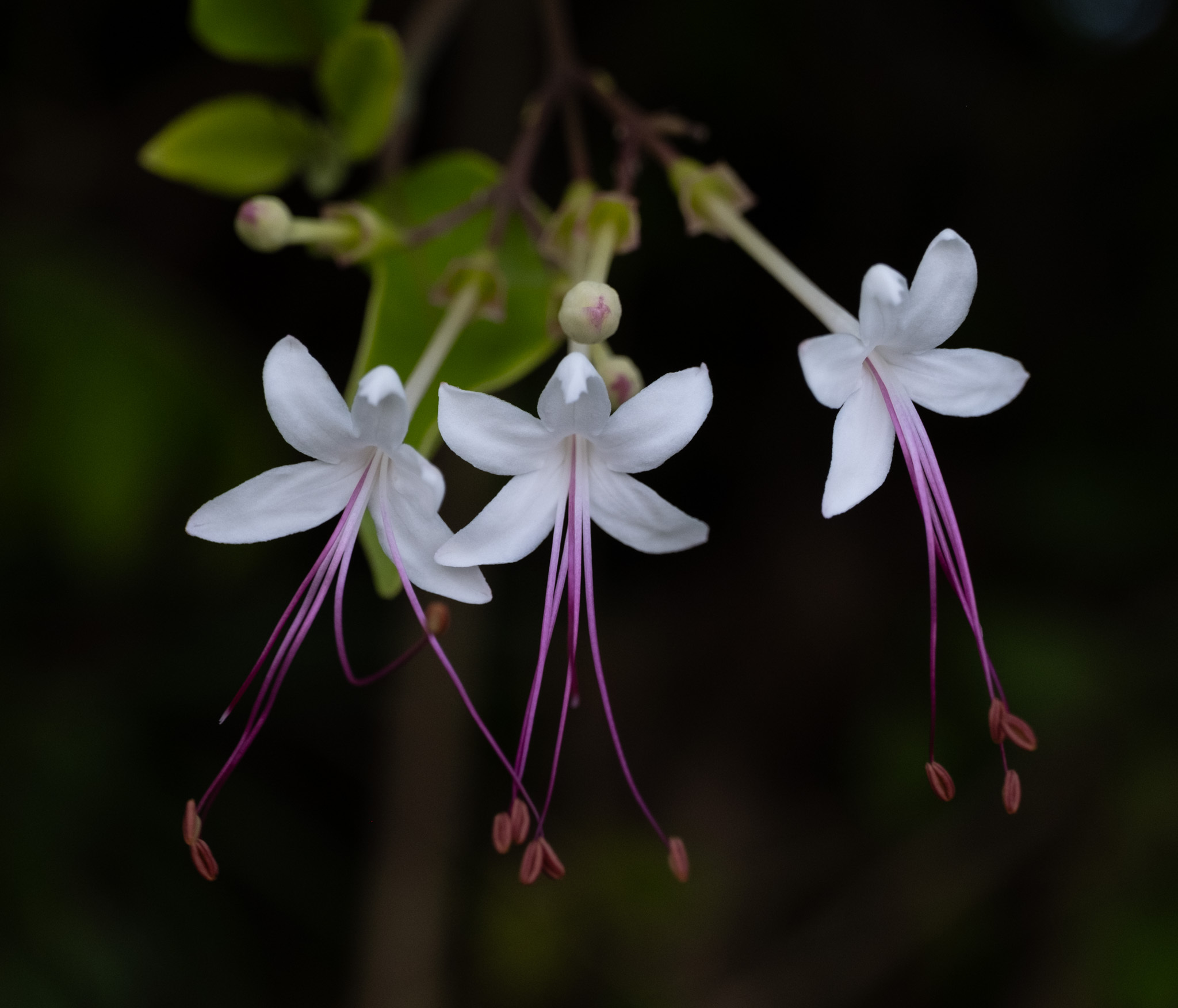 Inerme Clerodendrum