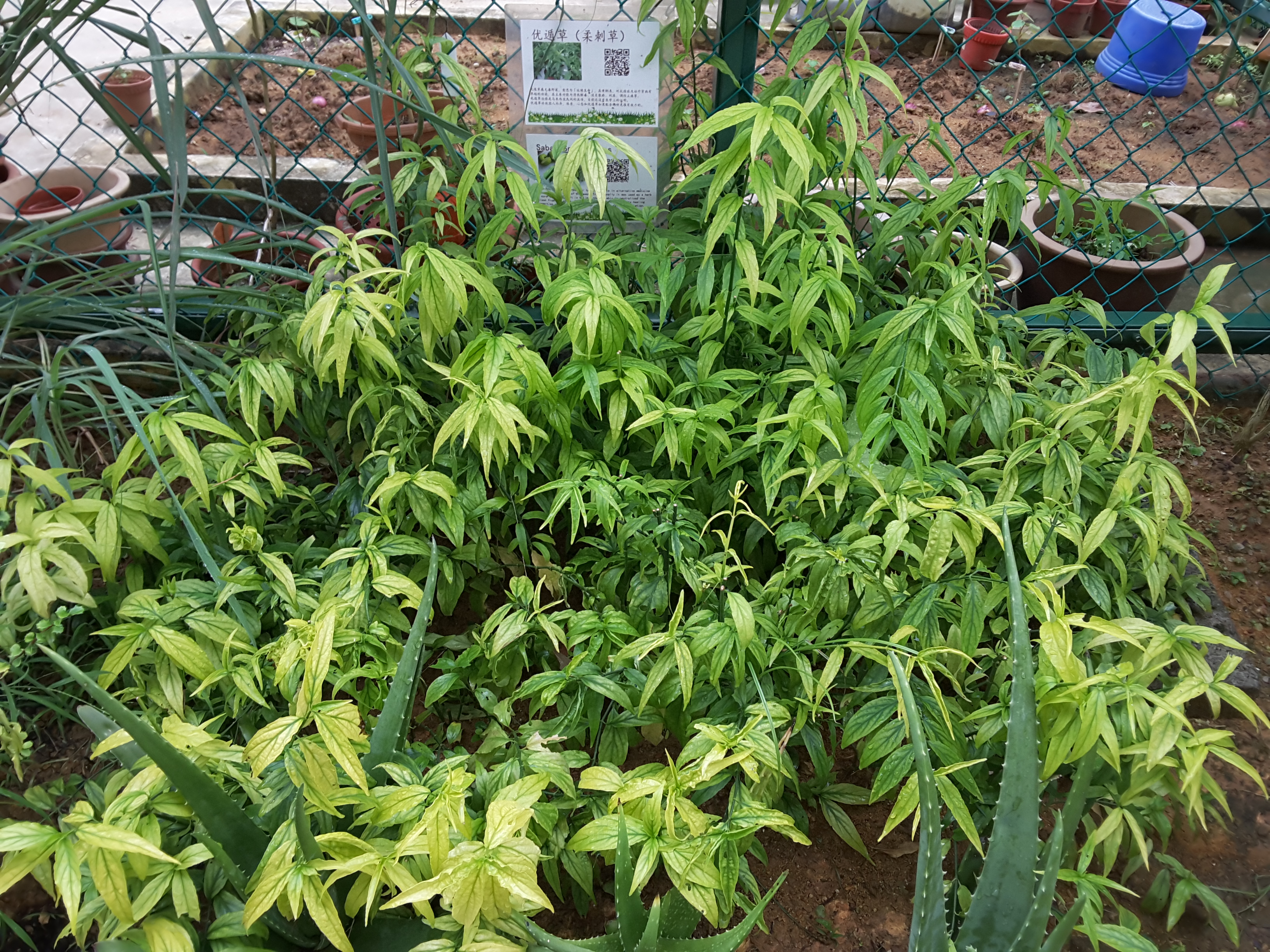 Clinacanthus (Ayıpençesigil)