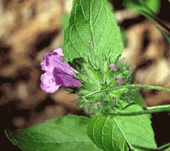 Clinopodium (Ballıbabagil)