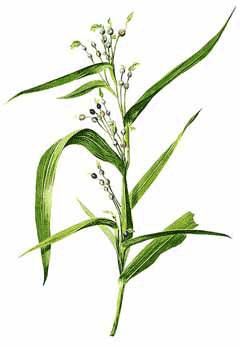Gözyaşı Otu (İş Boncuğu)