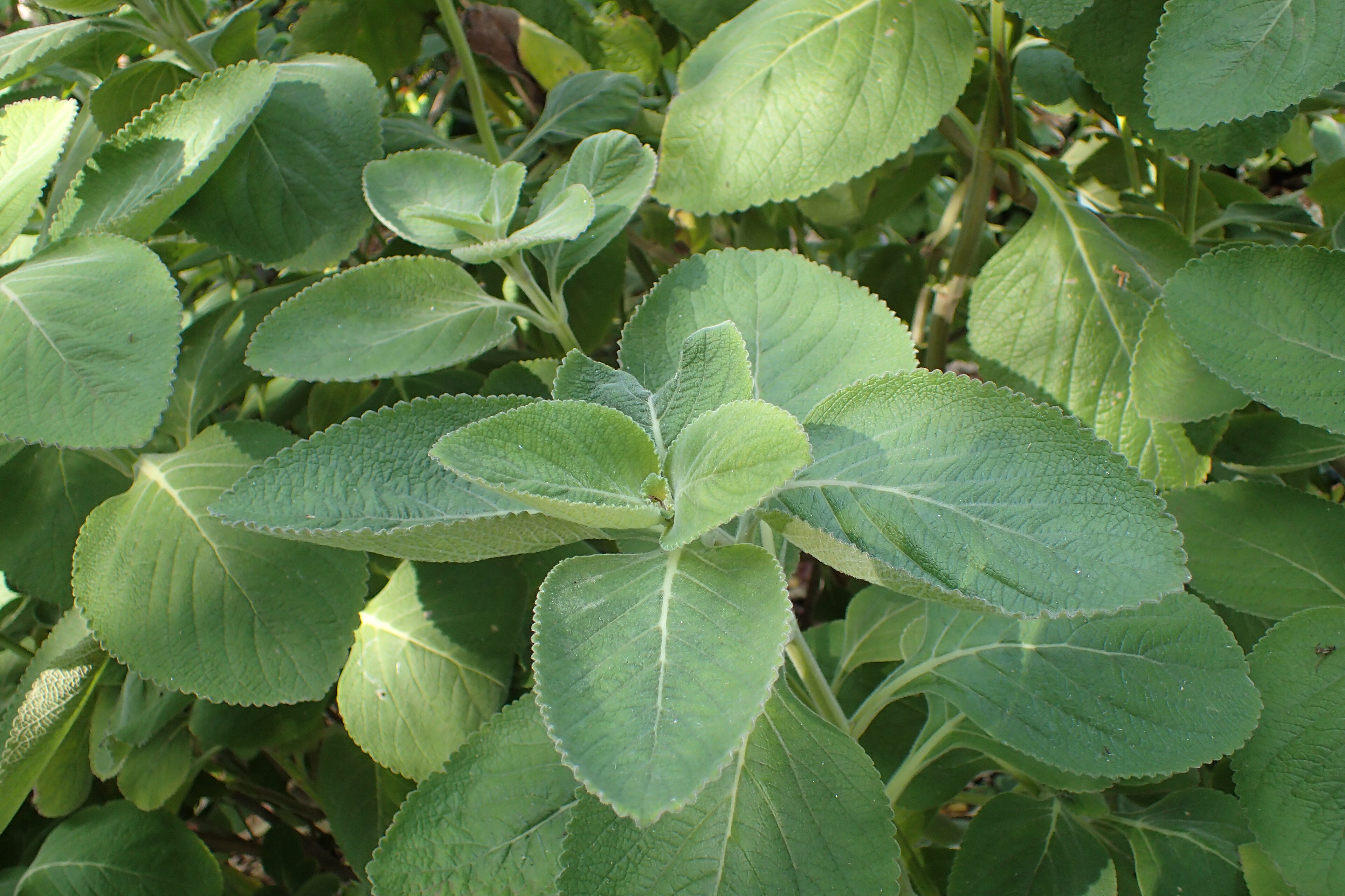 Forskolin Bitkisi
