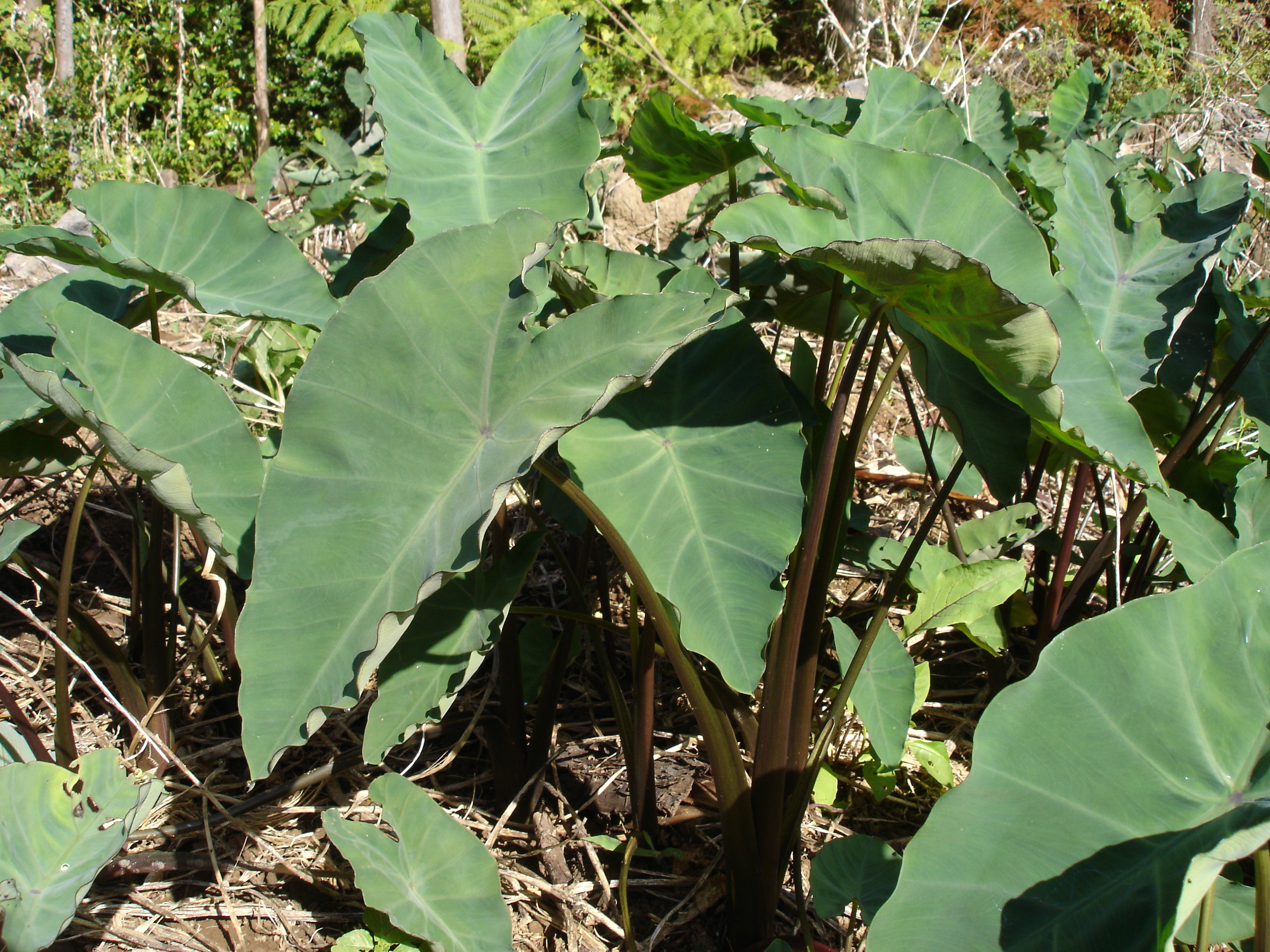 Gölevez (Taro)