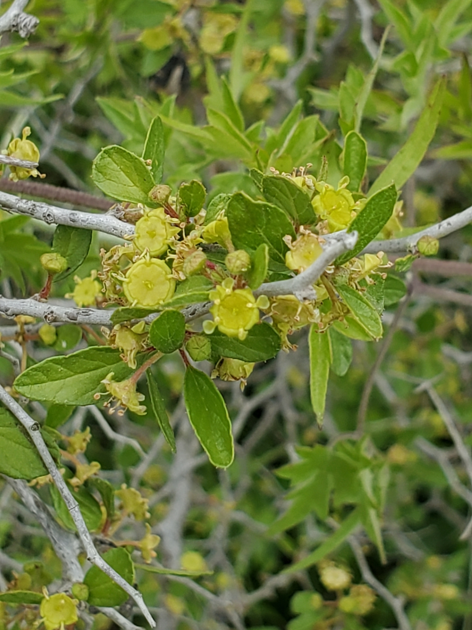 Texensis Colubrina