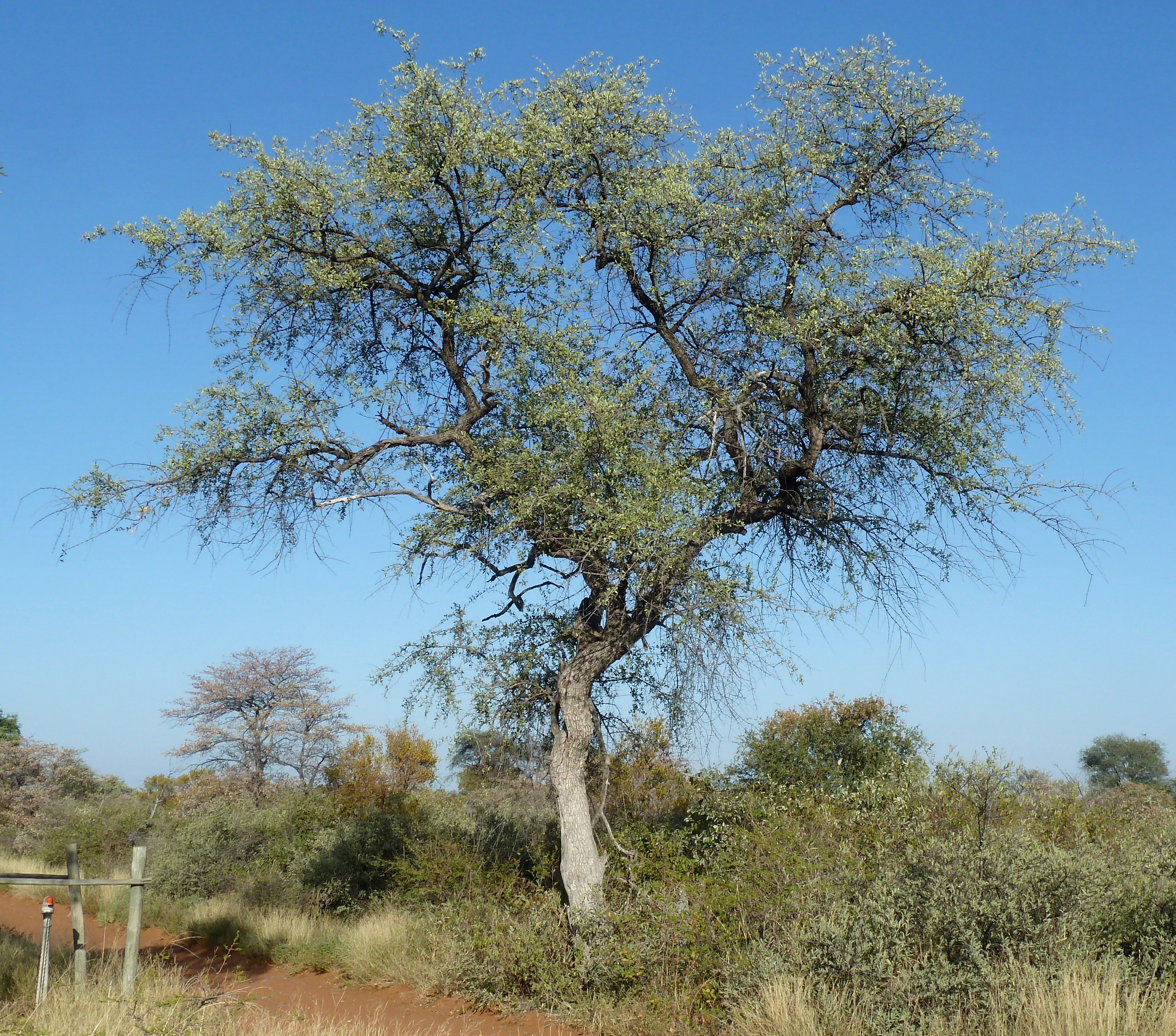 Combretum (Combretumgil)