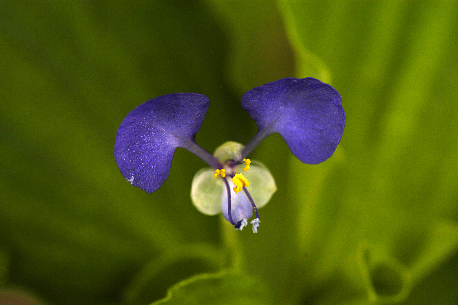 Benghal dayflower