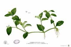 Yaygın dayflower