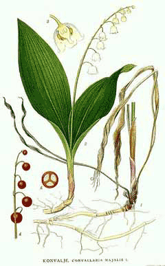 İnci Çiçeği (Müge)