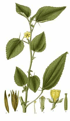 Molohiya